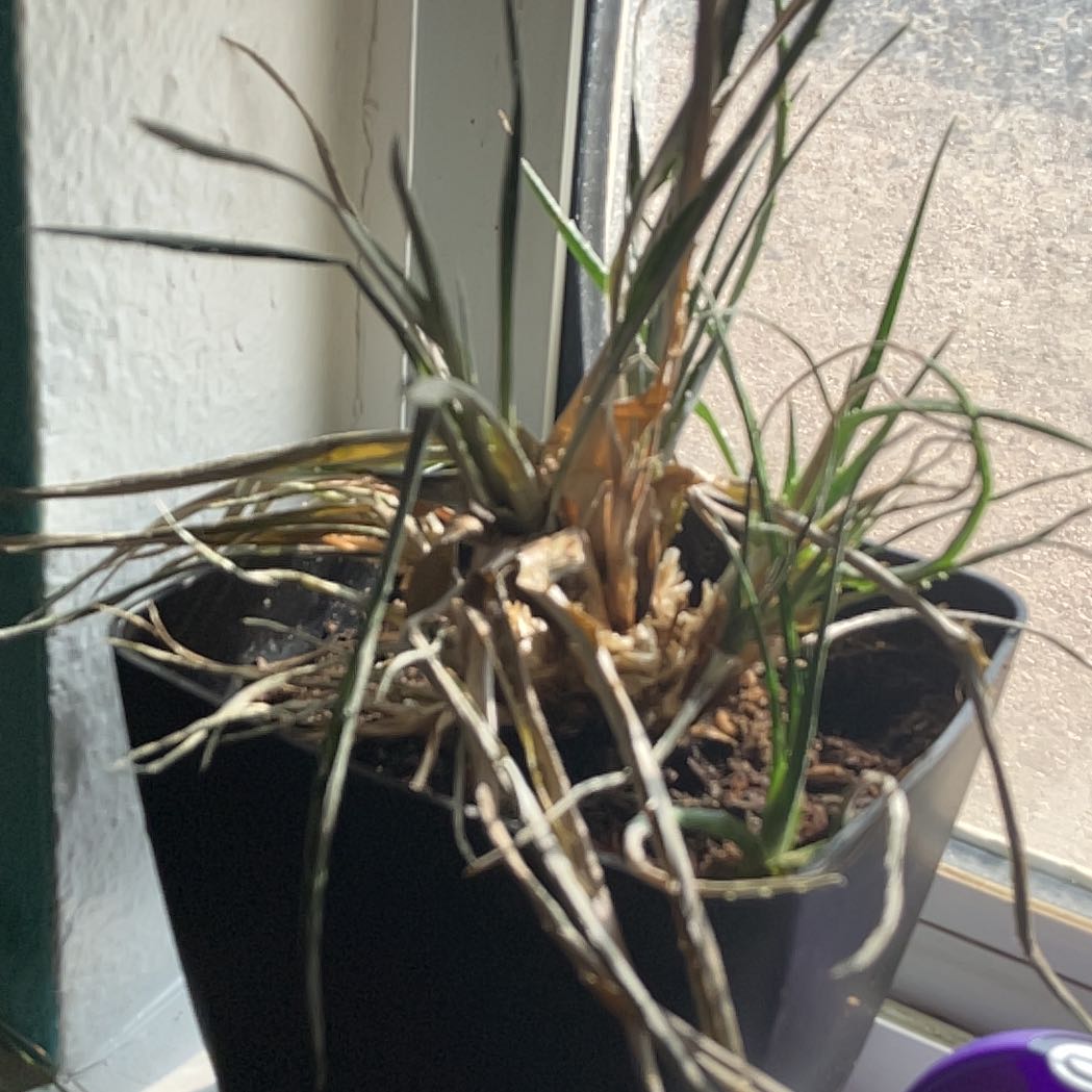 Photo of the plant species Bromeliad by @B_wreck2740 named Bromie on Greg, the plant care app