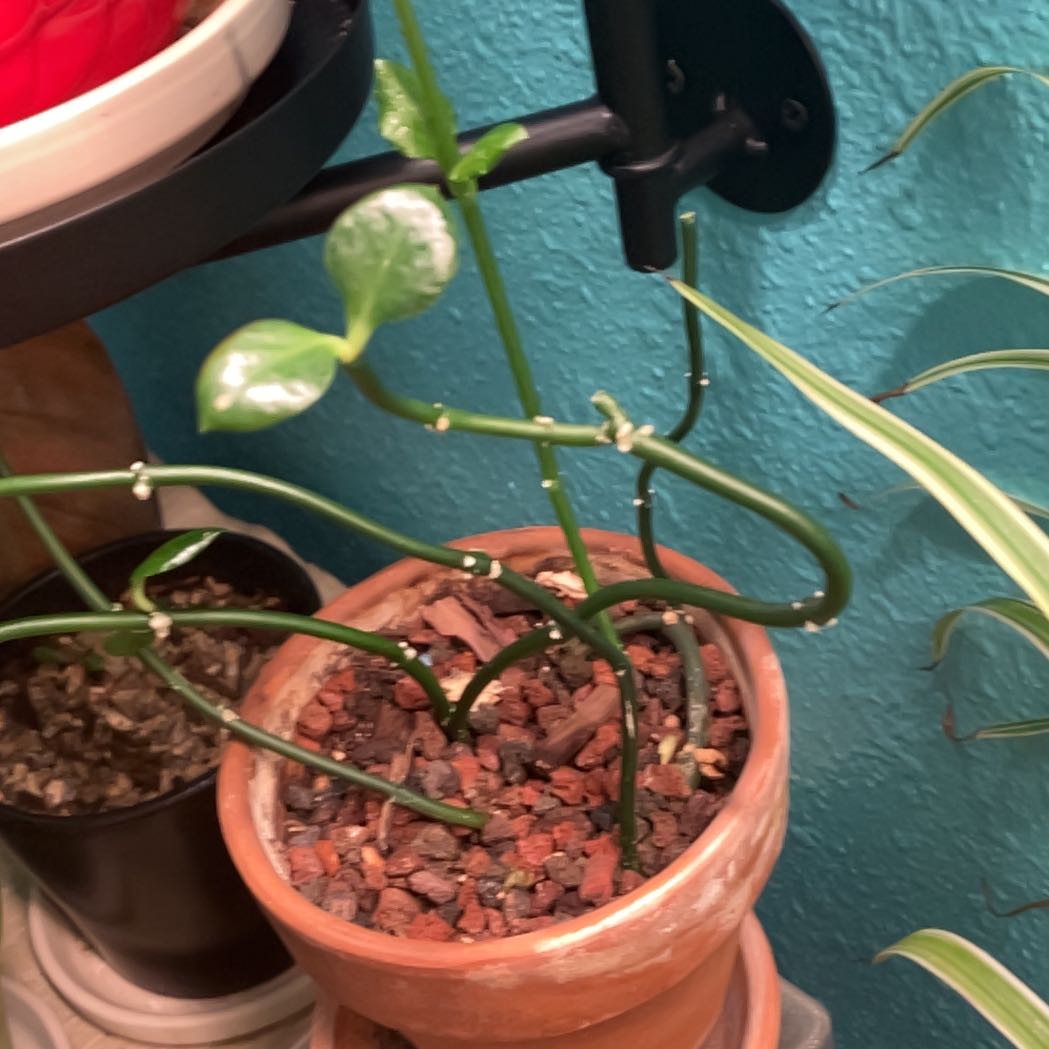 Photo of the plant species Parachute Plant by @B_wreck2740 named MC Hammer on Greg, the plant care app