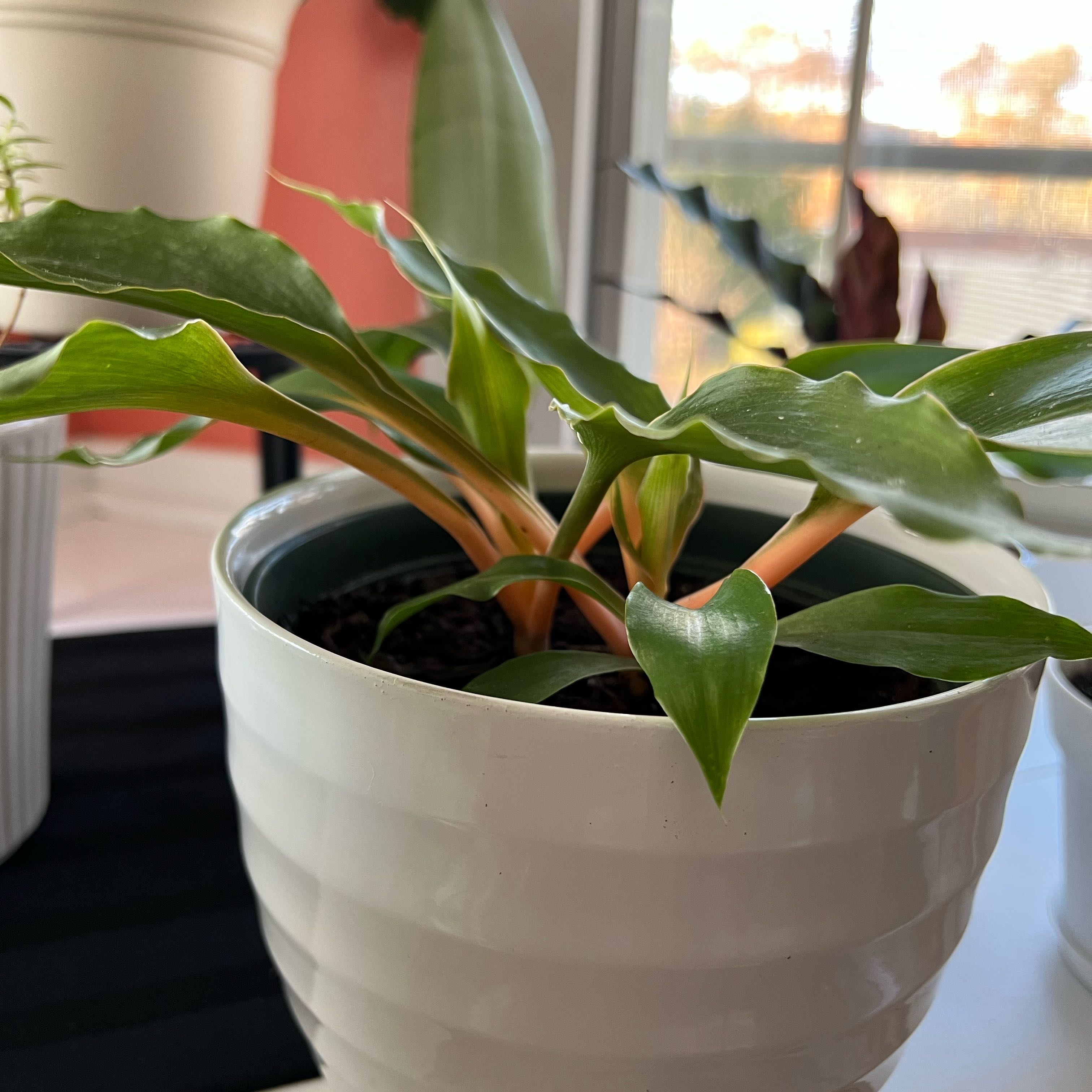 Photo of the plant species mandarin orange spider plant by @NewWavycap38 named Sproutacus on Greg, the plant care app