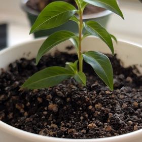 Photo of the plant species Vermillionaire® Firecracker Plant by @NewWavycap38 named Harmony on Greg, the plant care app