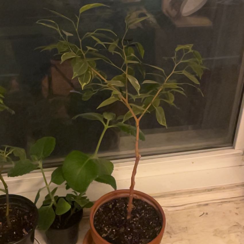 Photo of the plant species Golden King by @AngelLimetuff0 named Brother on Greg, the plant care app