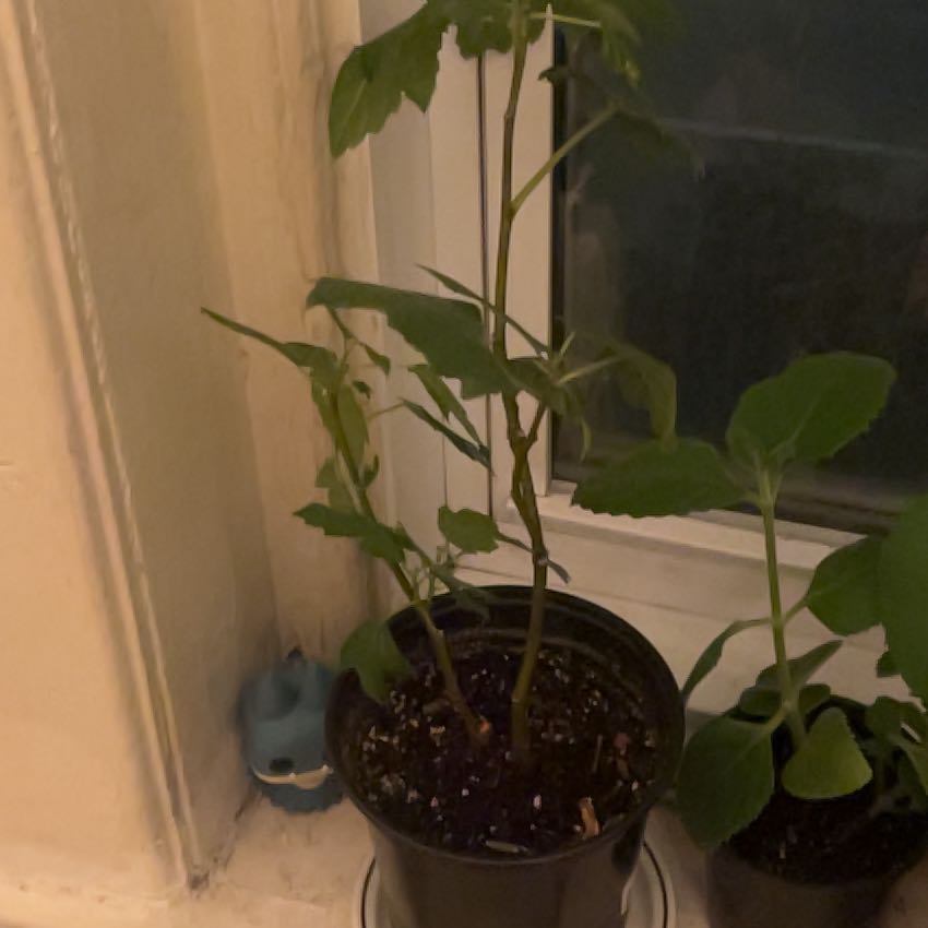 Photo of the plant species Violette De Bordeaux Fig by @AngelLimetuff0 named Madame on Greg, the plant care app