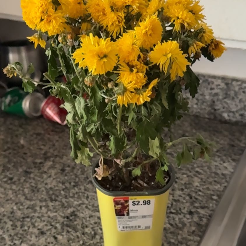 Photo of the plant species Golden Crownbeard by @TryRadish26 named Demi on Greg, the plant care app