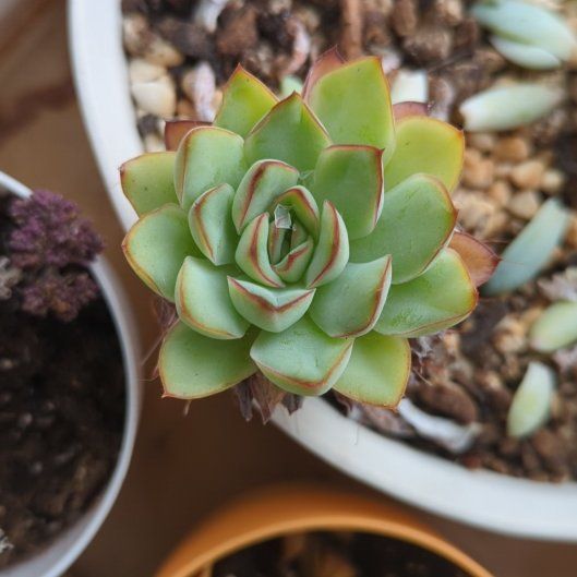 Photo of the plant species Echeveria 'Fabiola' by @HighChards81 named Planty on Greg, the plant care app