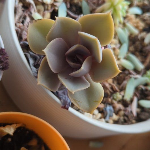 Photo of the plant species Echeveria 'Fabiola' by @HighChards81 named Mollie on Greg, the plant care app