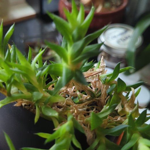 Photo of the plant species Haworthia Cooperi var. Cooperi by @HighChards81 named Lavender on Greg, the plant care app