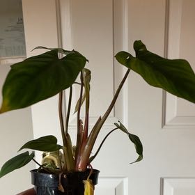 Photo of the plant species Philodendron plowmanii by @GenialBacchus65 named Drake on Greg, the plant care app
