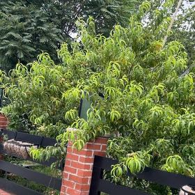 Photo of the plant species Peach Tree by @AffablePuriri41 named Coco on Greg, the plant care app