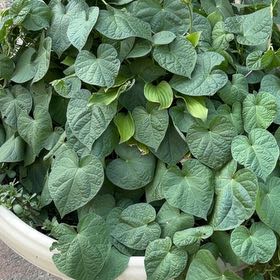 Photo of the plant species Common Morning Glory by @AffablePuriri41 named Diana on Greg, the plant care app