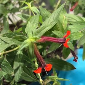 Photo of the plant species Cuphea by @MotherWildyam54 named Taylor Swift on Greg, the plant care app