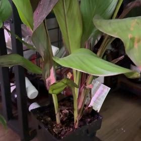 Photo of the plant species Canna Bronze Scarlet by @MotherWildyam54 named Leonardo on Greg, the plant care app