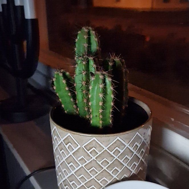 Photo of the plant species Baseball Cactus by @NobleCanecactus named Drake on Greg, the plant care app
