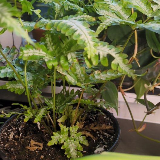 Photo of the plant species Silver Lace Fern by @GoodyWeed43 named Ronaldo on Greg, the plant care app