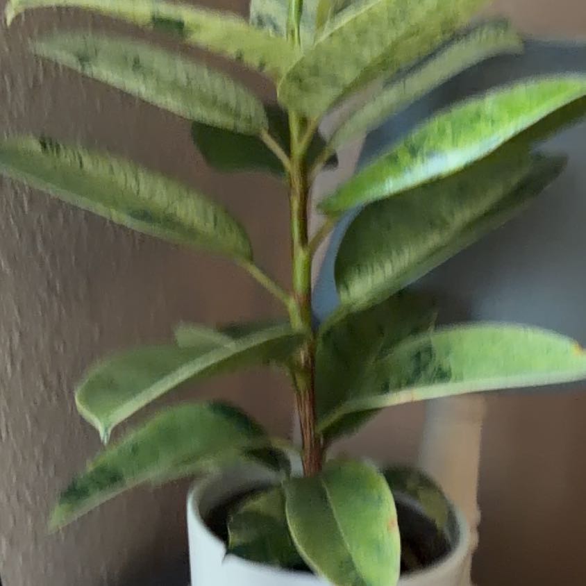 Photo of the plant species Ficus elastica 'Shivereana' by @RealQuince22 named Fern on Greg, the plant care app