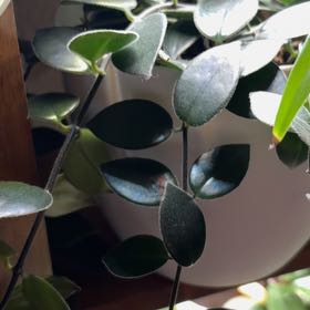 Photo of the plant species Lipstick Plant by @RealQuince22 named Levi on Greg, the plant care app