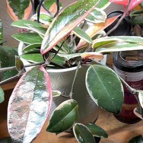 Photo of the plant species Hoya Tricolor by @RealQuince22 named Hamilton on Greg, the plant care app