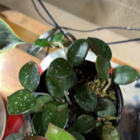 Photo of the plant species Hoya 'Mathilde Splash' by @RealQuince22 named Heather on Greg, the plant care app