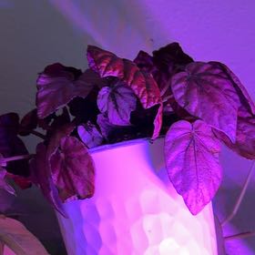 Photo of the plant species Begonia rex by @RealQuince22 named Baljeet on Greg, the plant care app