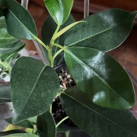 Photo of the plant species Ficus Macrophylla by @KeyGardenia16 named Zion on Greg, the plant care app