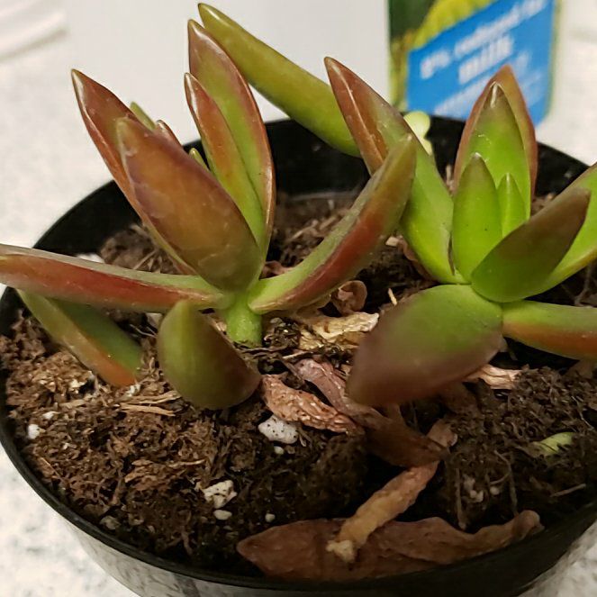 Photo of the plant species Firestorm by @ZarfBaybean86 named Ulysses S Plant on Greg, the plant care app