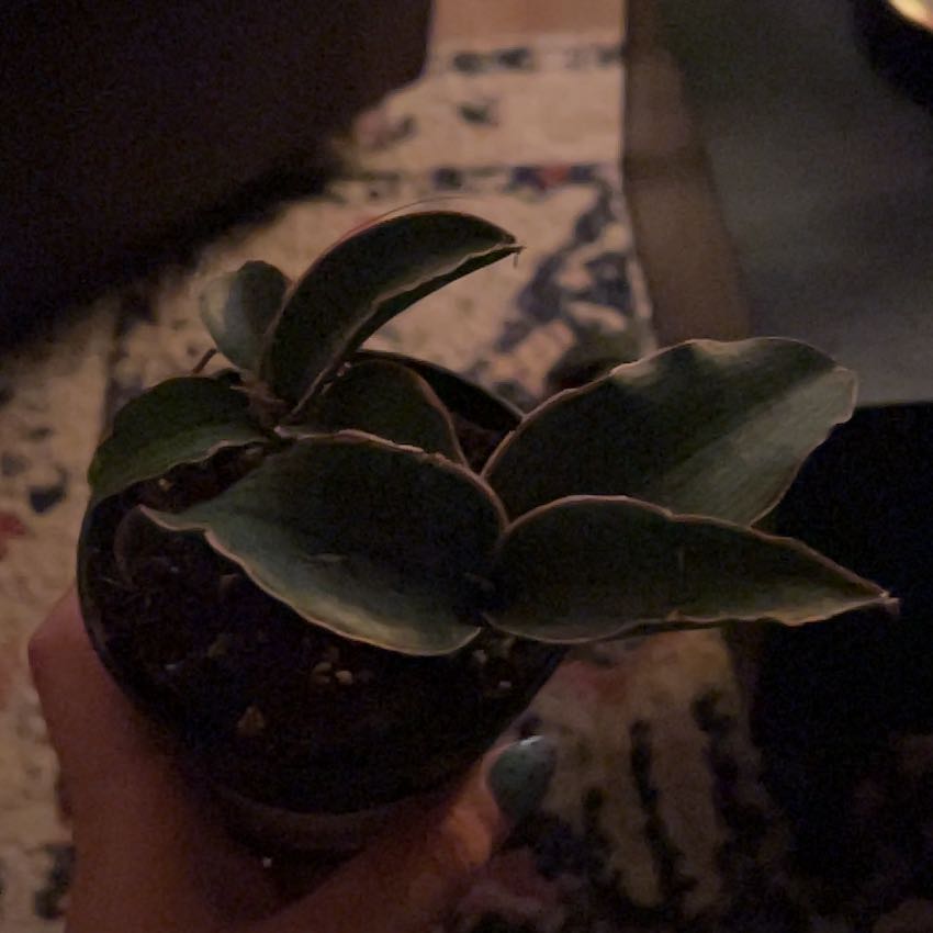 Photo of the plant species Sansevieria Cleopatra by @YesRedcap31 named Kardashian on Greg, the plant care app