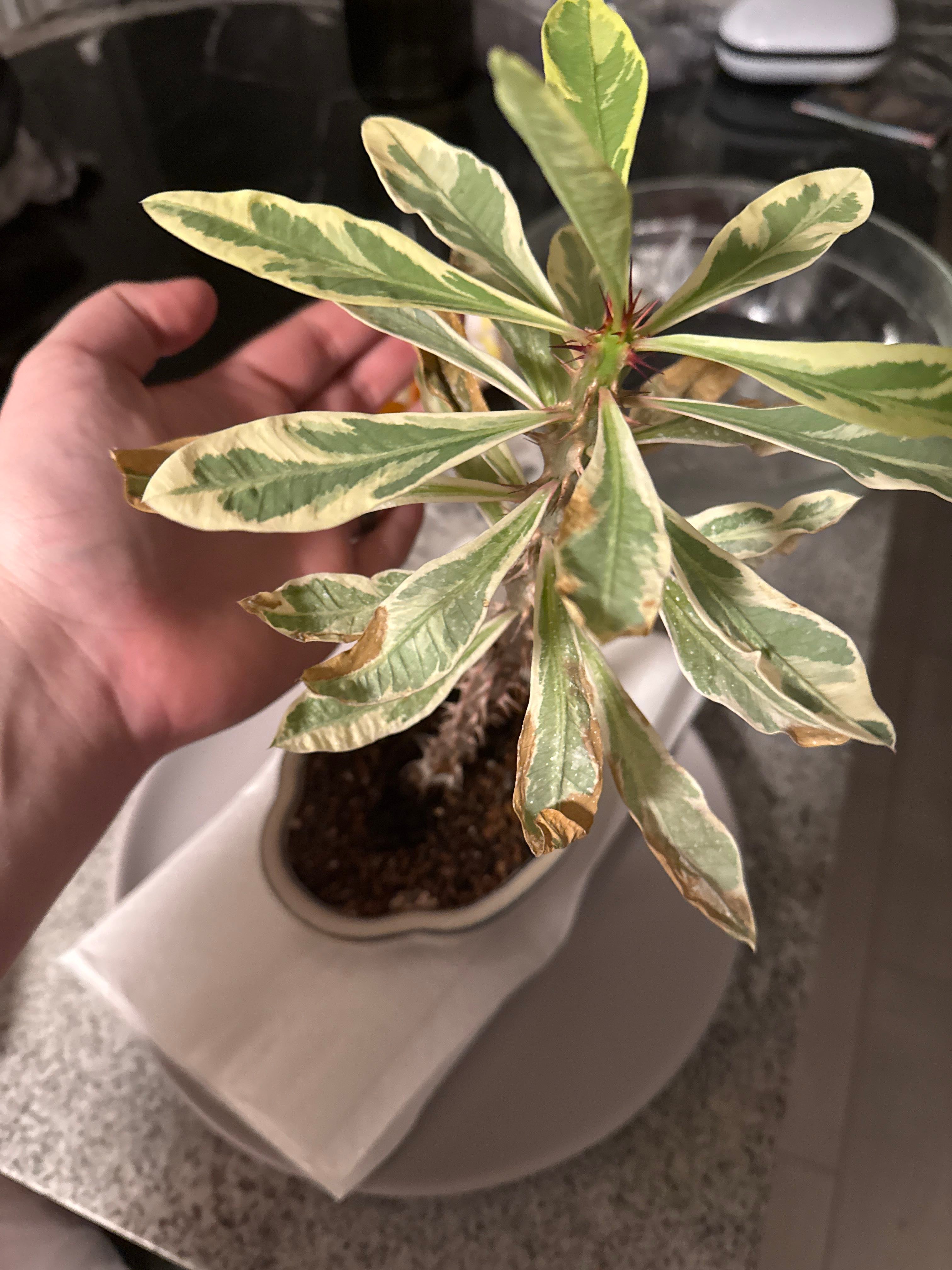 希少【海外実生】ユーフォルビア・コントルタ/Euphorbia Contorta 希少