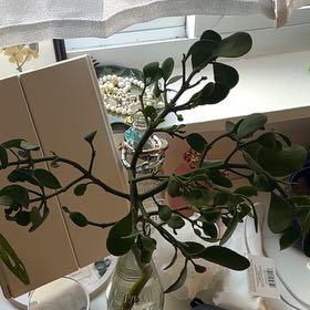 Photo of the plant species Oak Mistletoe by @lilaloz named Homer on Greg, the plant care app