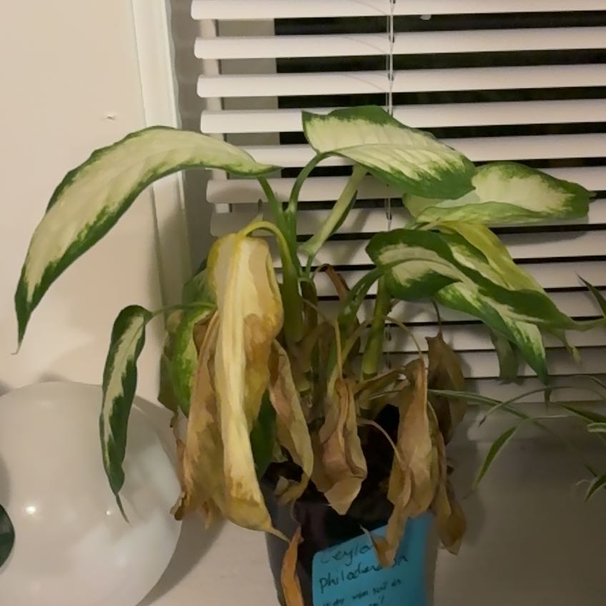 Photo of the plant species Philodendron ‘Ceylon Beauty’ by @MeteoricDyebush named Beyonce on Greg, the plant care app