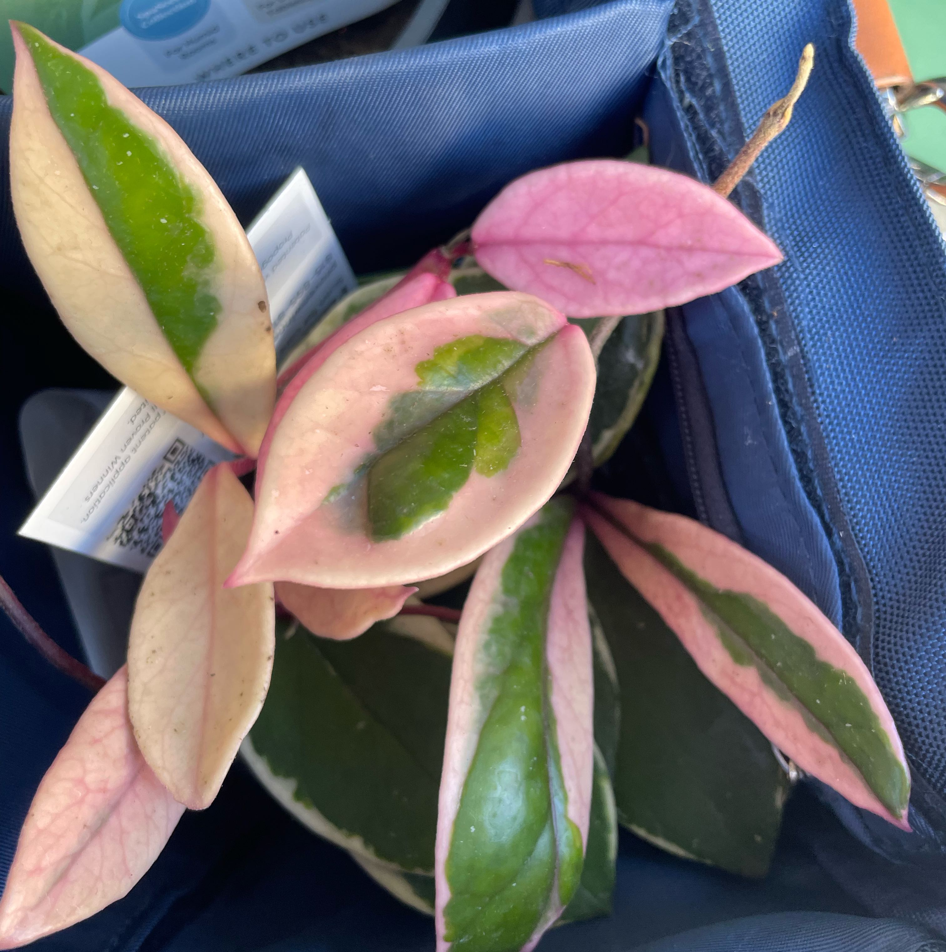 Photo of the plant species Endless Cascades Quinquenervia by @IdolPeyote53 named Xena on Greg, the plant care app