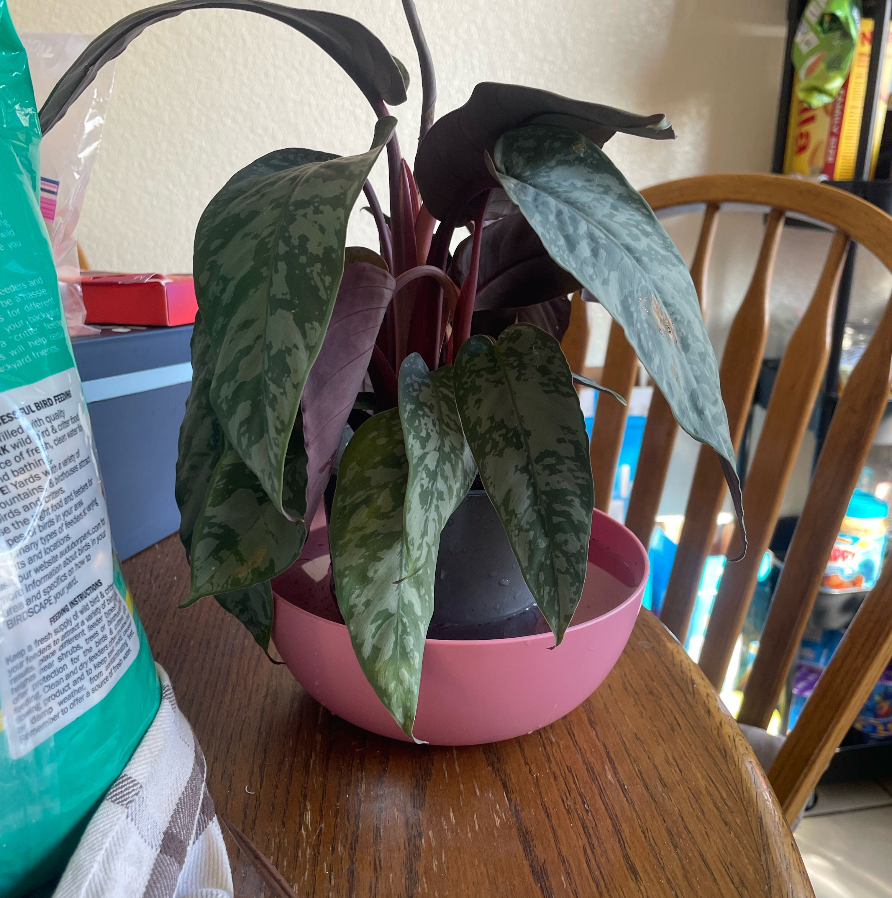 Photo of the plant species Apoballis acuminatissima 'Lavallaei' by @IdolPeyote53 named Rihanna on Greg, the plant care app