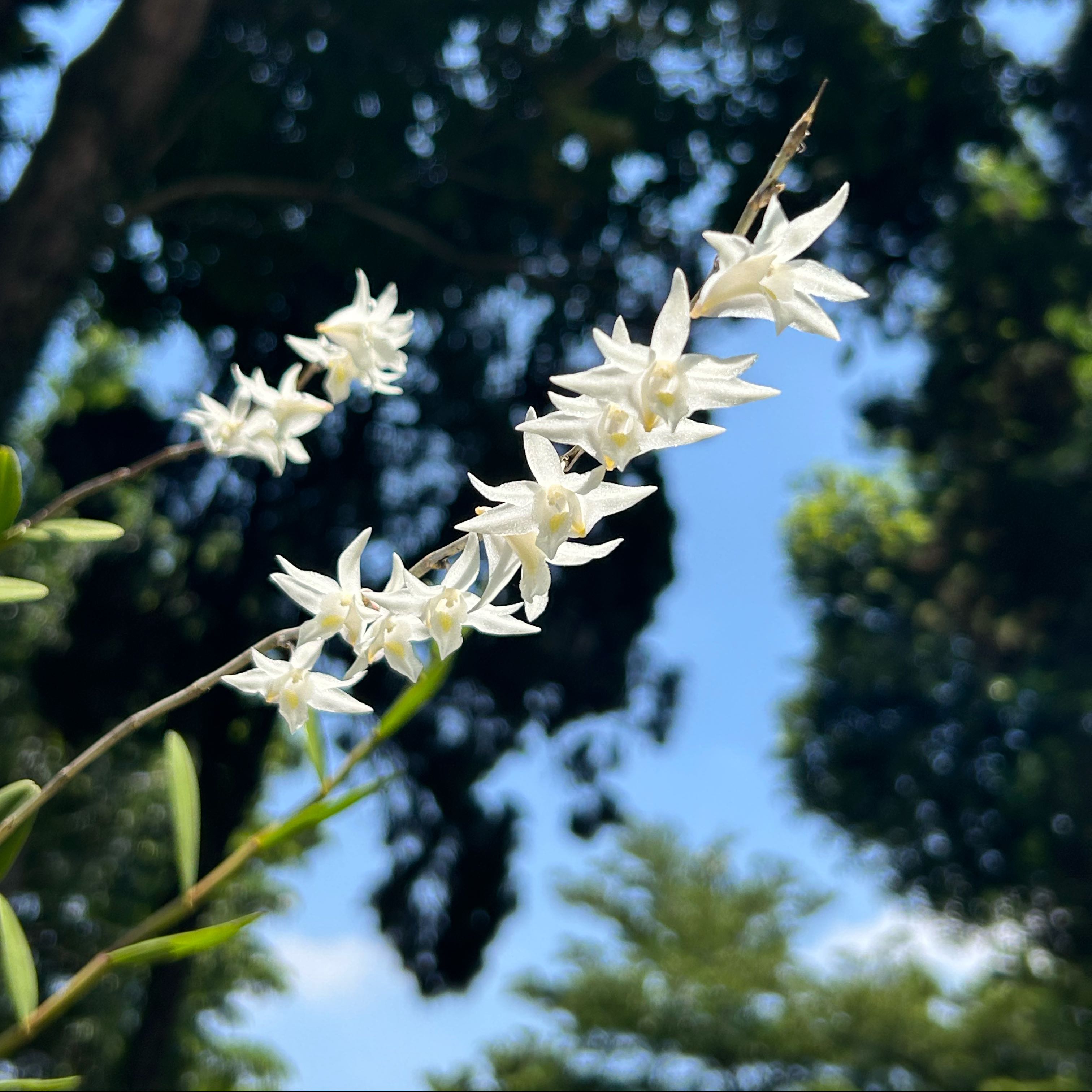 Photo of the plant species Easter Orchid by @SecureCorkoak78 named Orchid on Greg, the plant care app