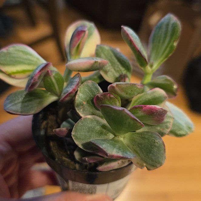 Photo of the plant species Crassula Obliqua by @YeveFrithia11 named Bigleef Smalls on Greg, the plant care app