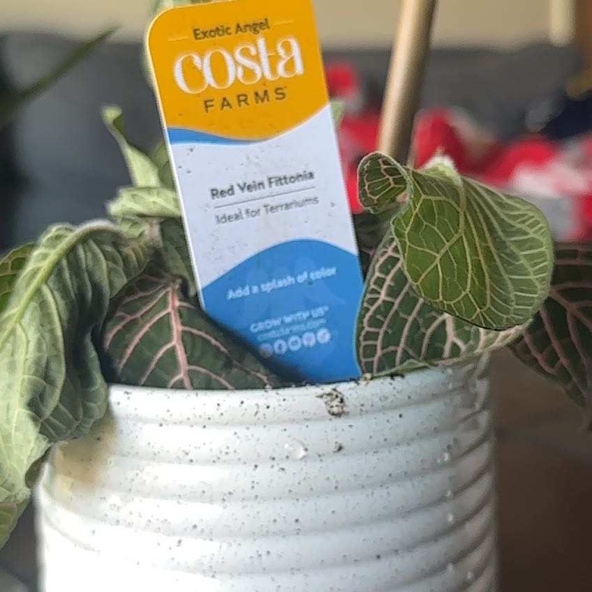 Photo of the plant species Red Vein Fittonia by @NewKoa67 named Homer on Greg, the plant care app