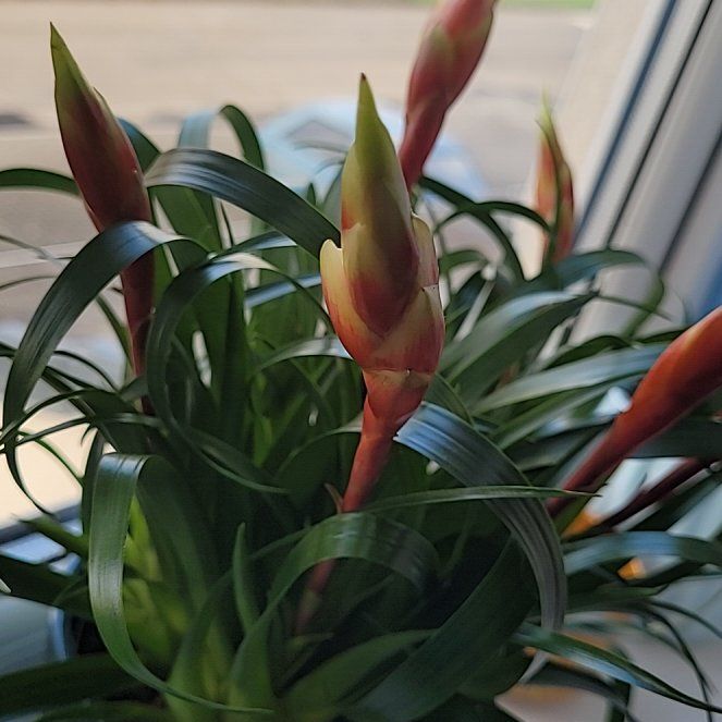 Photo of the plant species Flaming Sword by @IconHedera25 named Rainier on Greg, the plant care app