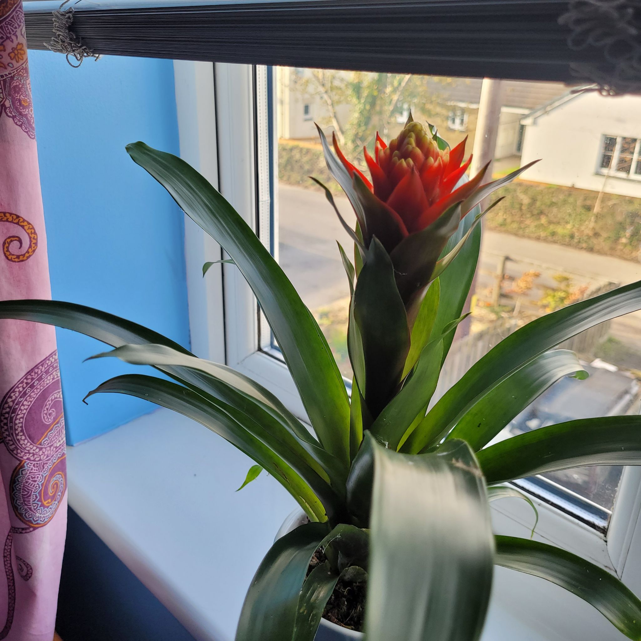 Photo of the plant species Guzmania 'Hope' by @IconHedera25 named Khaleesi on Greg, the plant care app