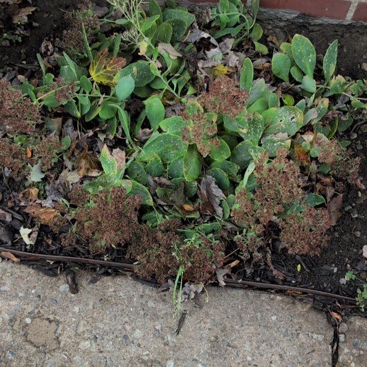 Photo of the plant species Showy Stonecrop 'Autumn Joy' by @FabMingfern37 named Stella on Greg, the plant care app