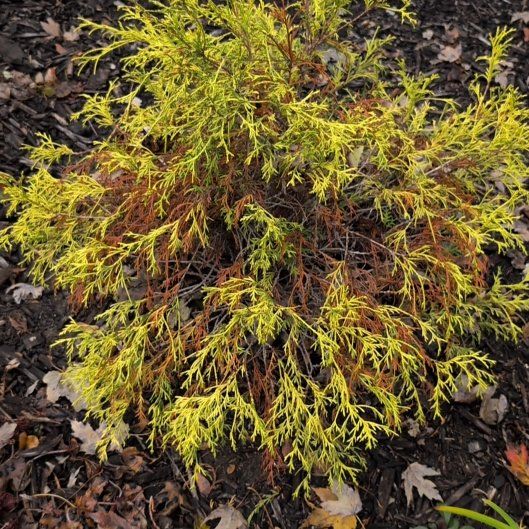 Photo of the plant species Gold Mop Cypress by @FabMingfern37 named Bigleef Smalls on Greg, the plant care app