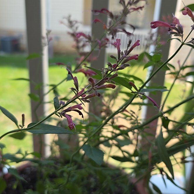 Photo of the plant species Hummingbird Mint by @GemMelon42 named Spike Leaves on Greg, the plant care app