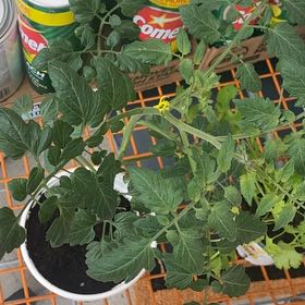 Photo of the plant species Roma Tomato by @FitKanna33 named Peter Parker on Greg, the plant care app