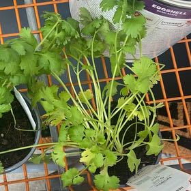 Photo of the plant species Cilantro 'Santo' by @FitKanna33 named Bruce Lee on Greg, the plant care app