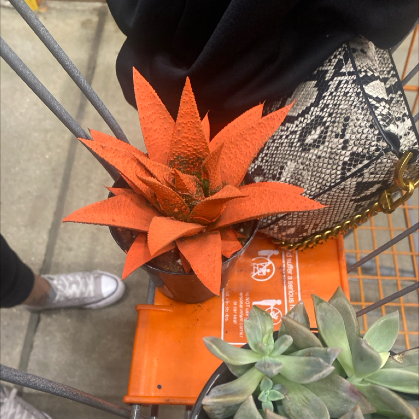 Photo of the plant species Kosmik Kaktus Asst. by @FitKanna33 named Apollo on Greg, the plant care app