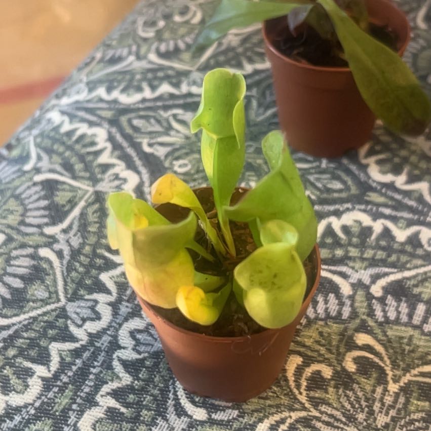 Photo of the plant species Yellow Pitcher Plant by @YeahLacefern66 named Queen on Greg, the plant care app