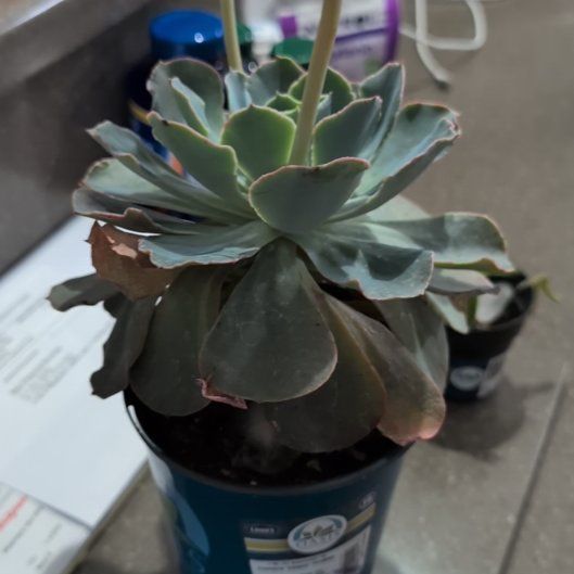 Photo of the plant species Echeveria 'Calypso' by @FavorableRye80 named McKinley on Greg, the plant care app