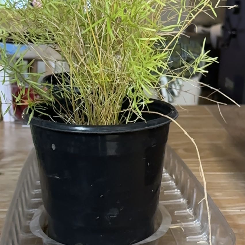 Photo of the plant species Fern by @DollLime77 named Treeyoncé on Greg, the plant care app