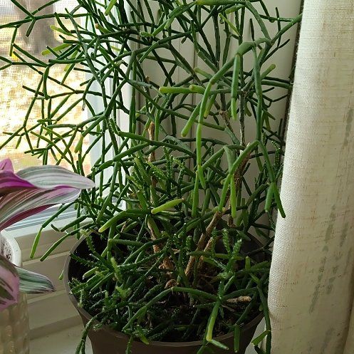 Photo of the plant species misteltoe cactus by @CozyWoodruff90 named Will on Greg, the plant care app
