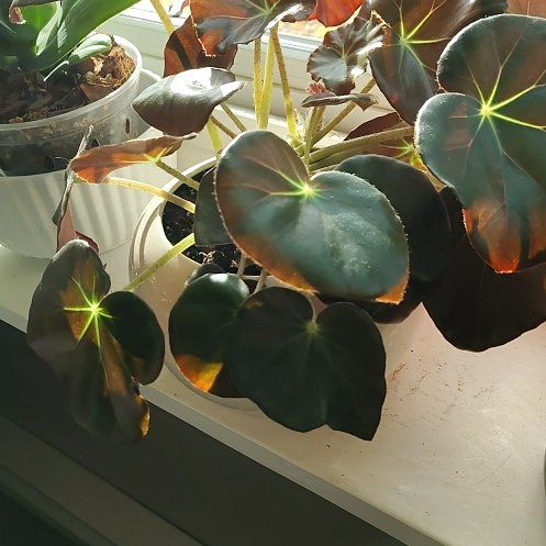 Photo of the plant species Beefsteak Begonia by @CozyWoodruff90 named Tom on Greg, the plant care app