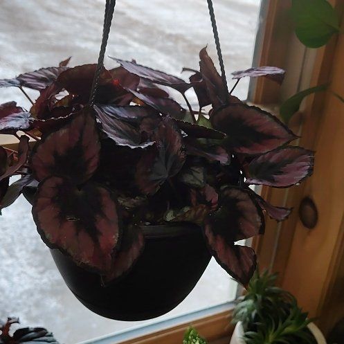 Photo of the plant species Begonia 'Red Kiss' by @CozyWoodruff90 named Marilyn on Greg, the plant care app