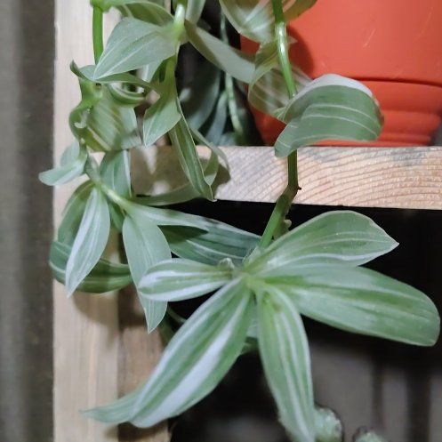Photo of the plant species Pistachio White by @CozyWoodruff90 named Sheba on Greg, the plant care app