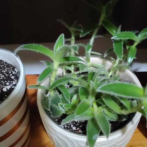 Photo of the plant species Kitten Ears by @CozyWoodruff90 named Kitty on Greg, the plant care app