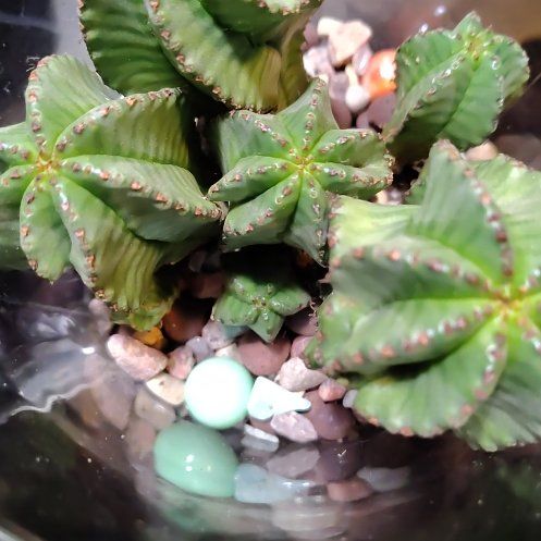 Photo of the plant species Tanzania Zipper Plant by @CozyWoodruff90 named Julius on Greg, the plant care app